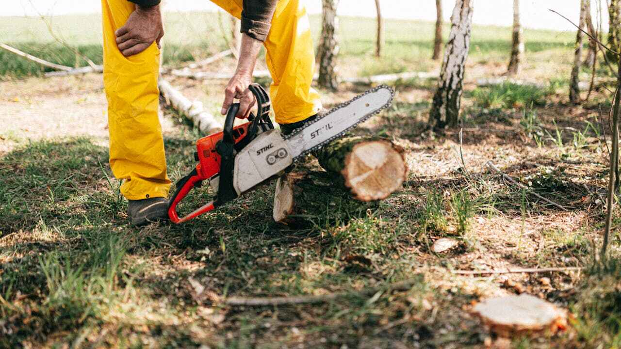 Tree Removal for Businesses in Buena Vista, CO